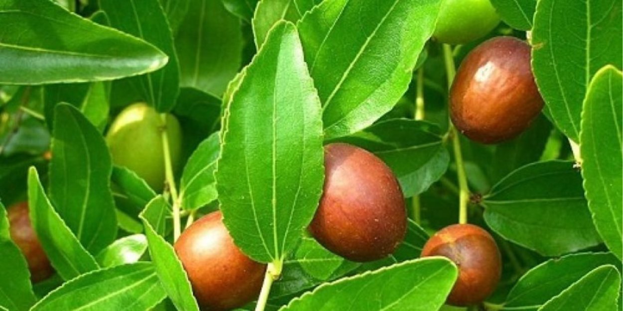 Зизифус размножение