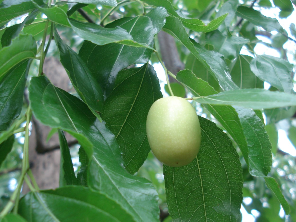 Зизифус Мукроната