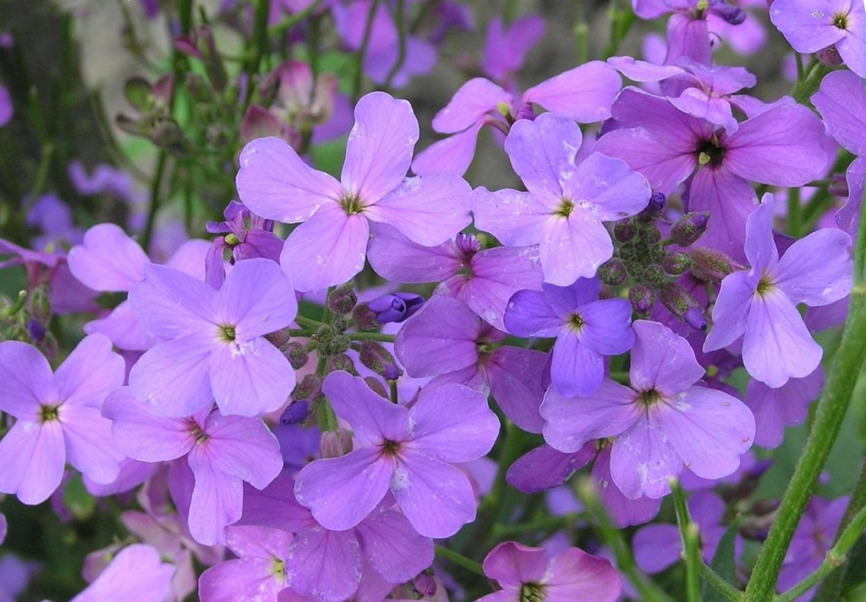 Маттиола одностебельная