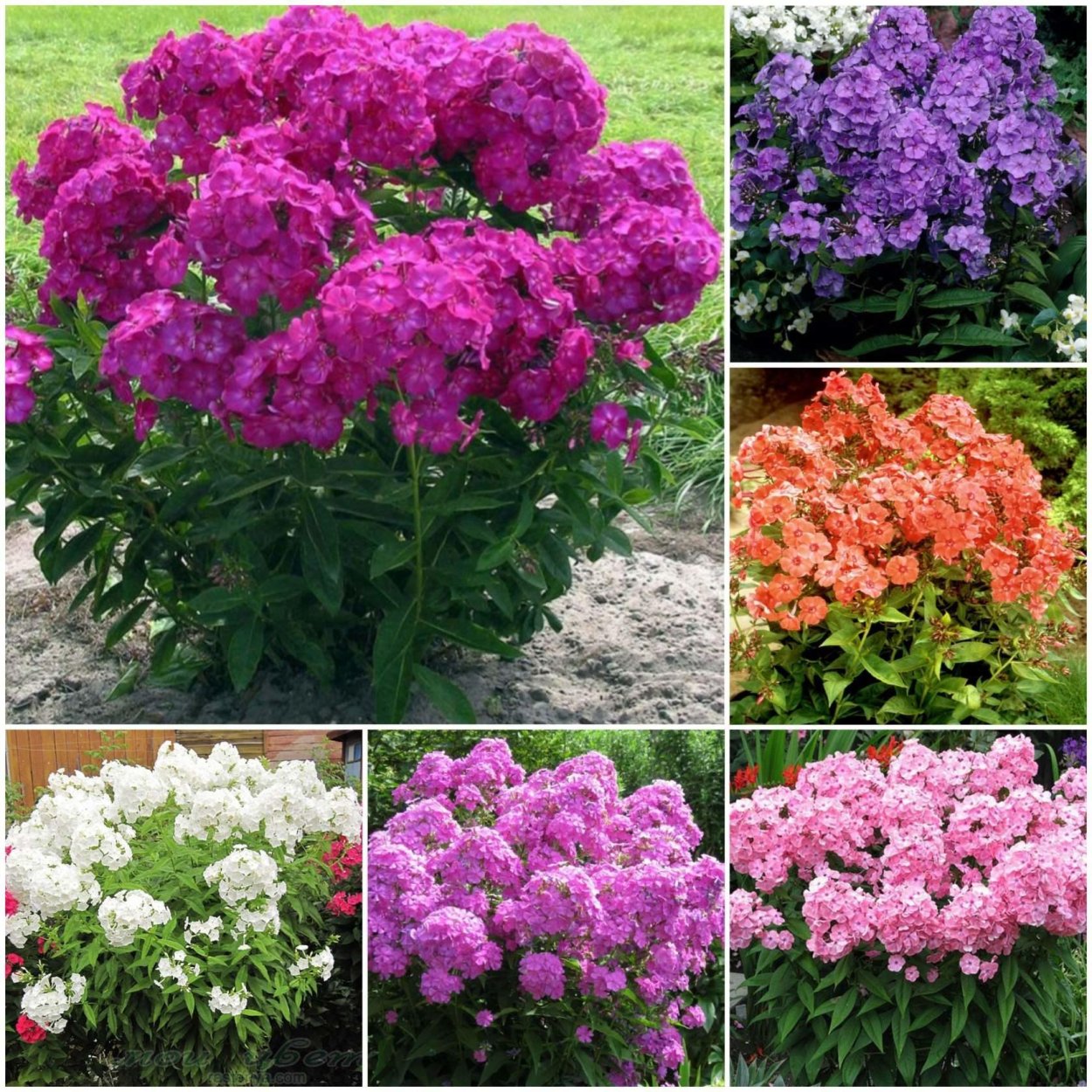 Левкой на клумбе