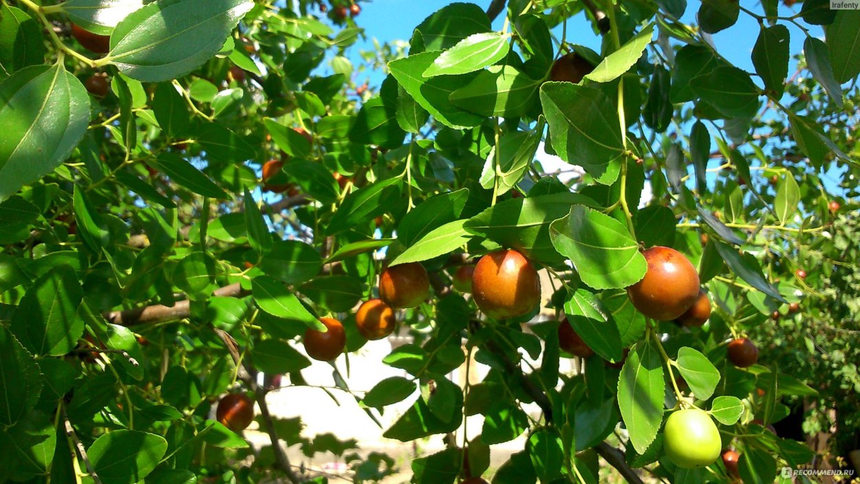 Унаби китайский финик