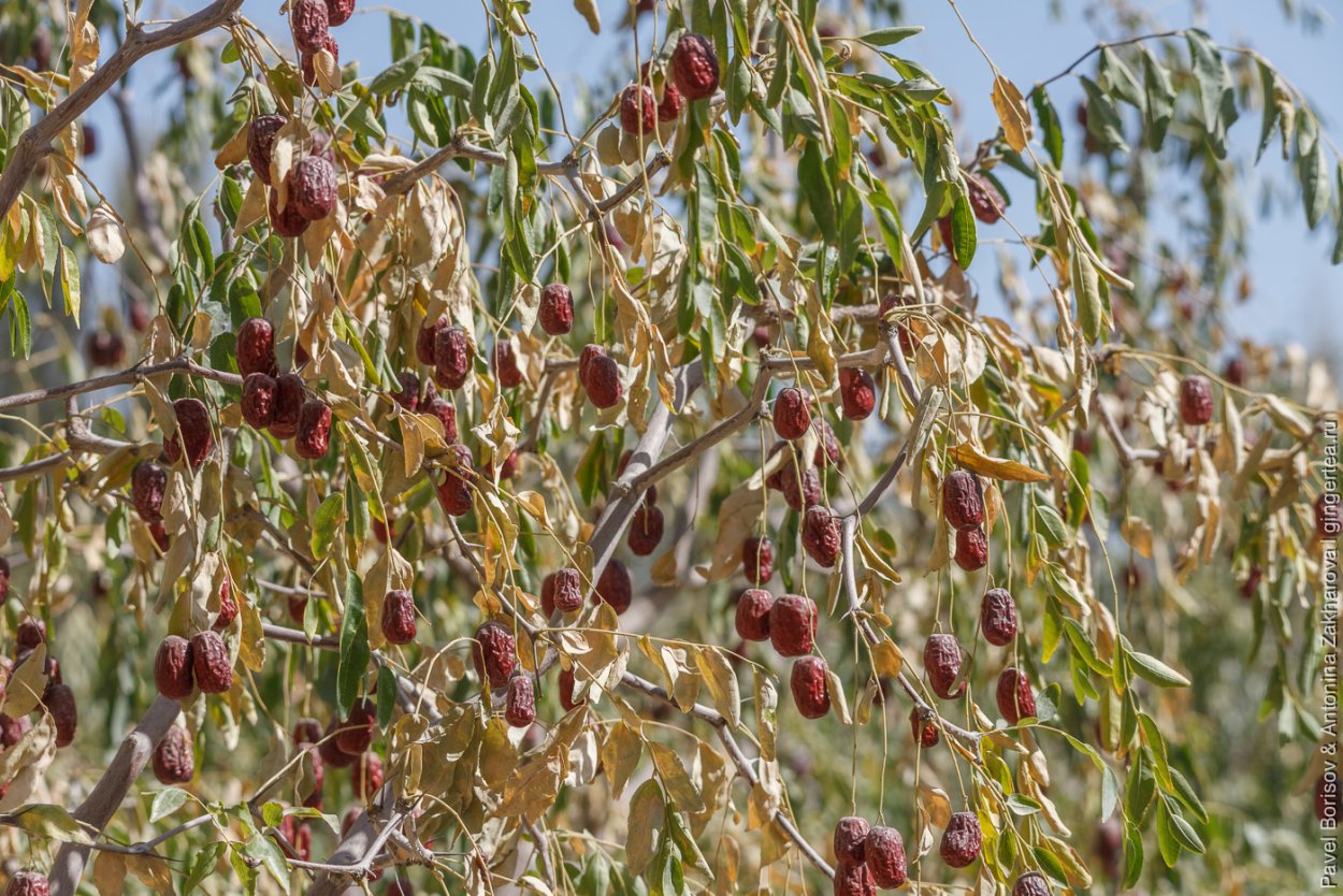 Фрукт Зизифус