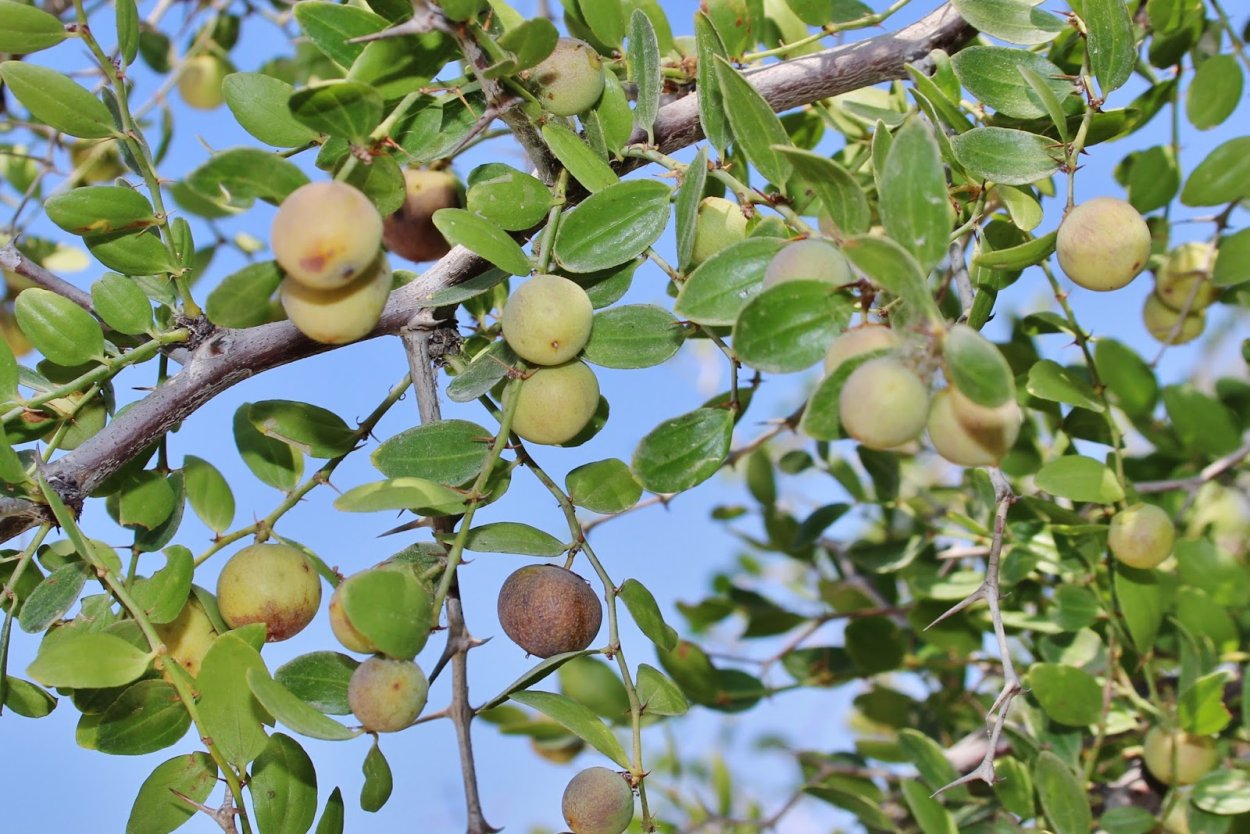 Зизифус мавританский