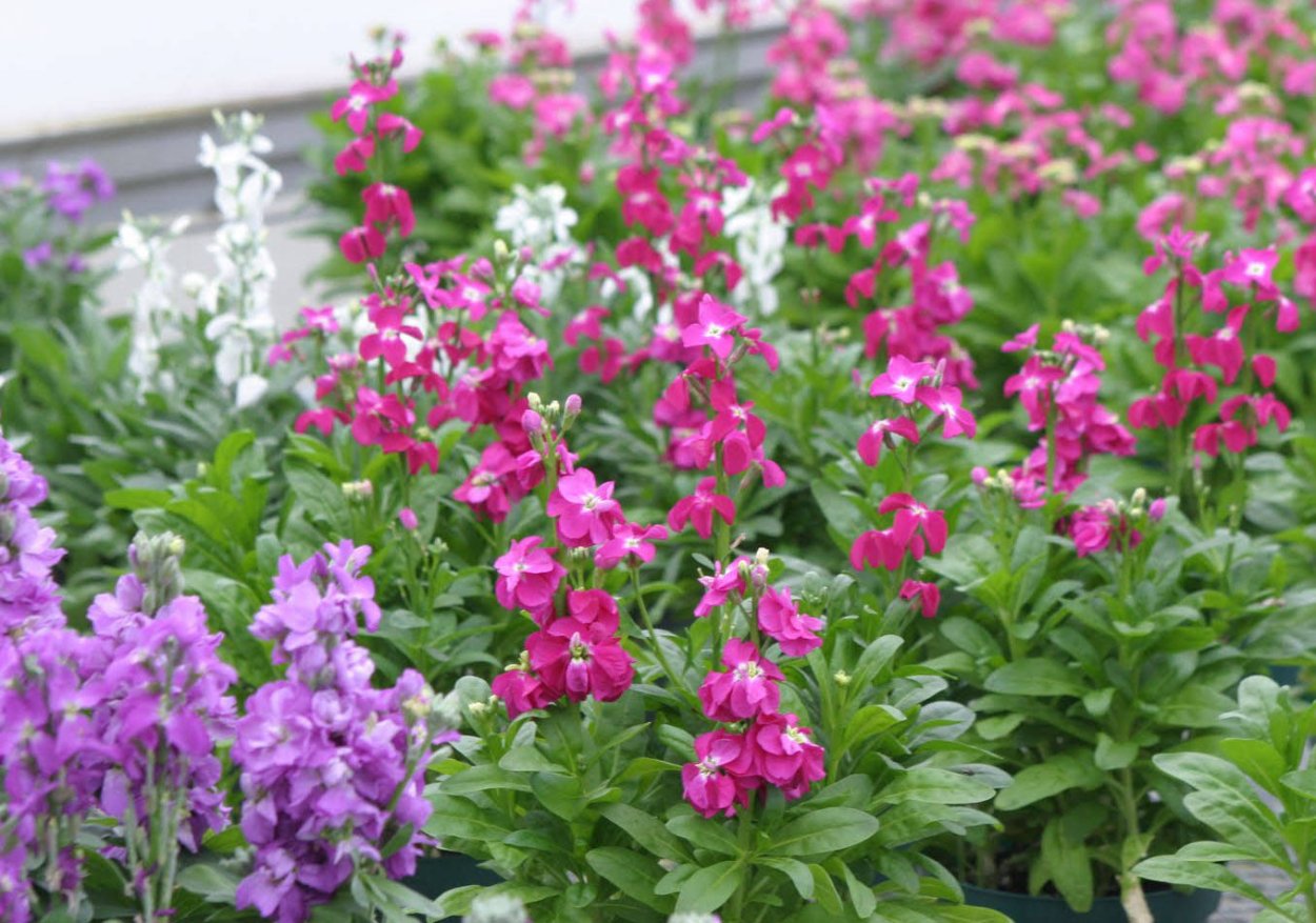 Маттиола левкой