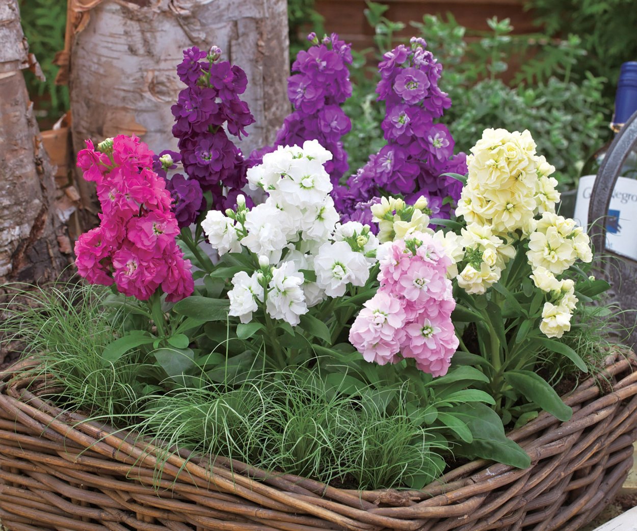 Флоксы цветы