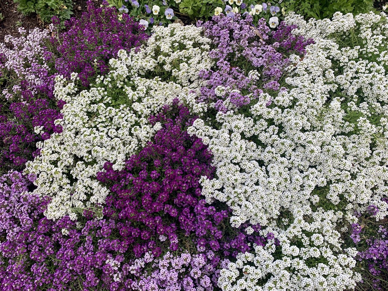Лобулярия Приморская алиссум