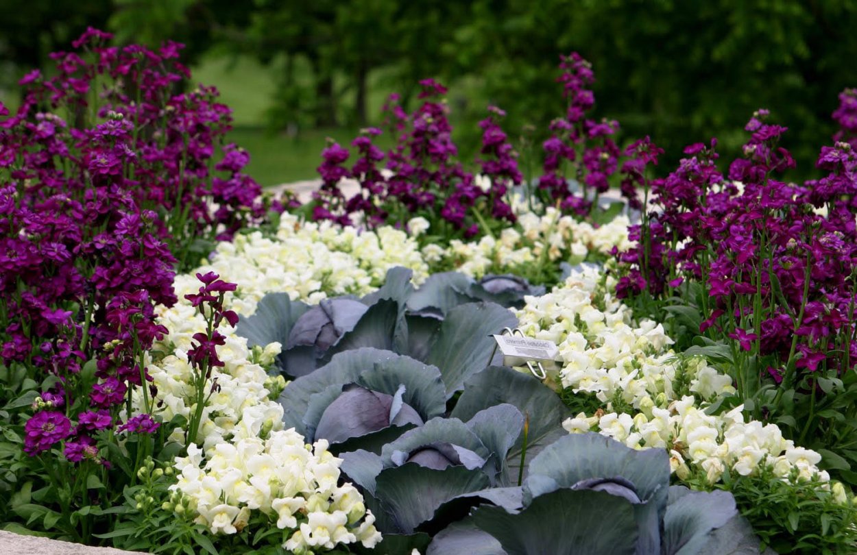 Маттиола Седая левкой