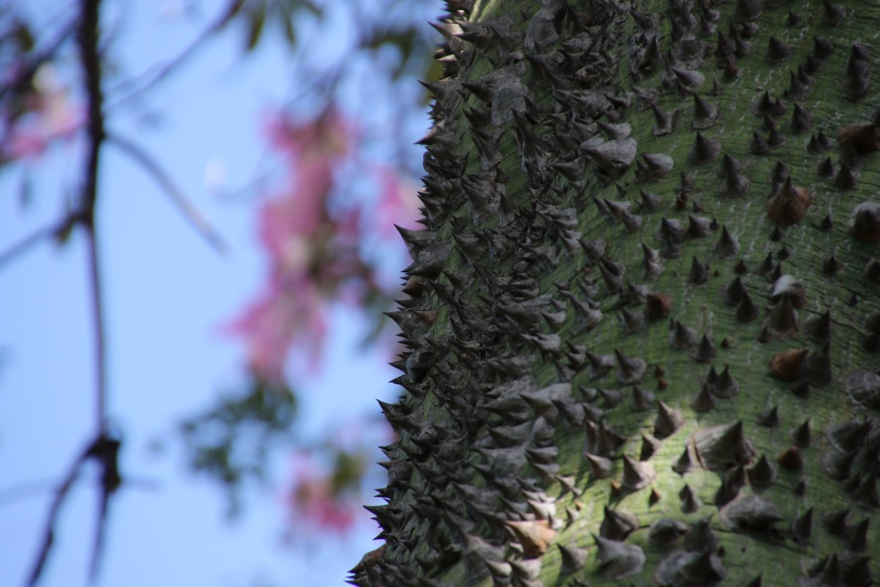 Терновый лес