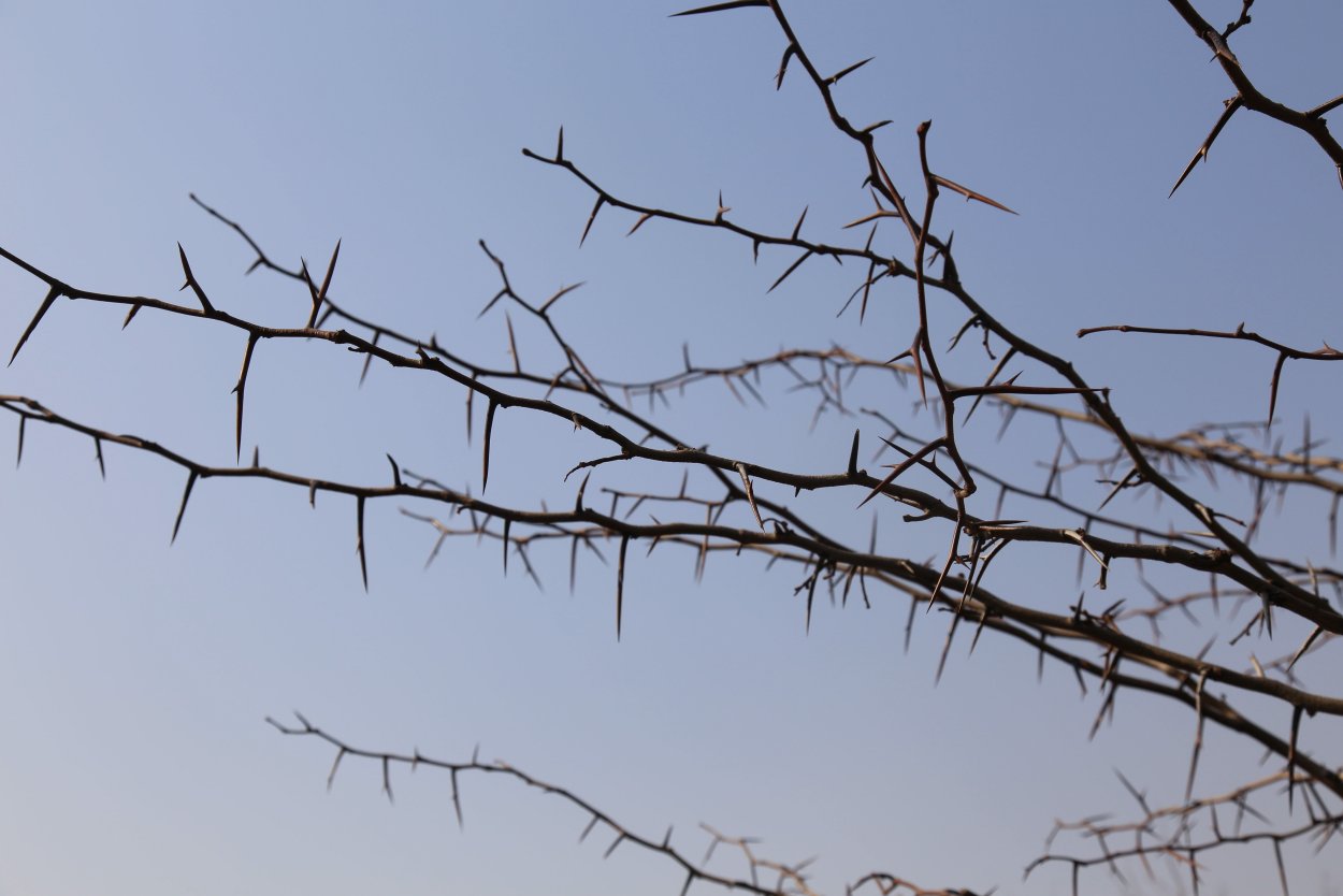 Колючка (Thorn)