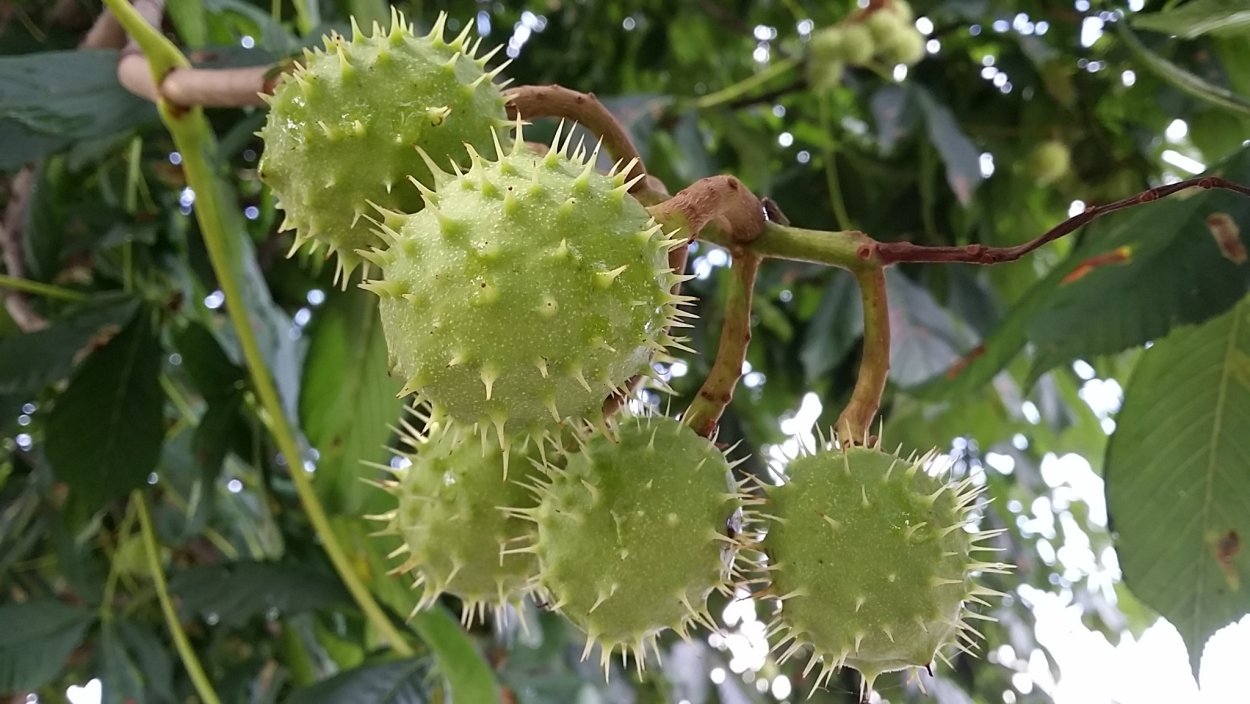 Платан дерево плоды