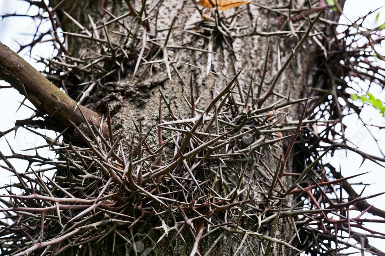 Шипы текстура