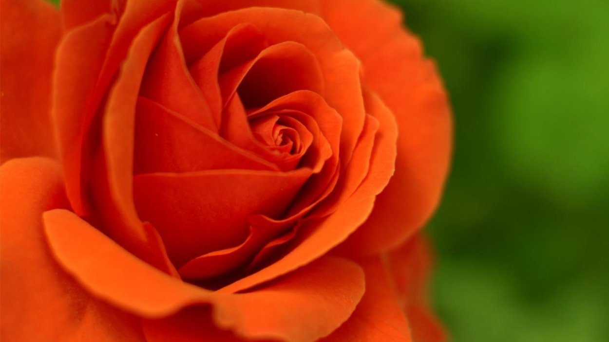 Orange rose