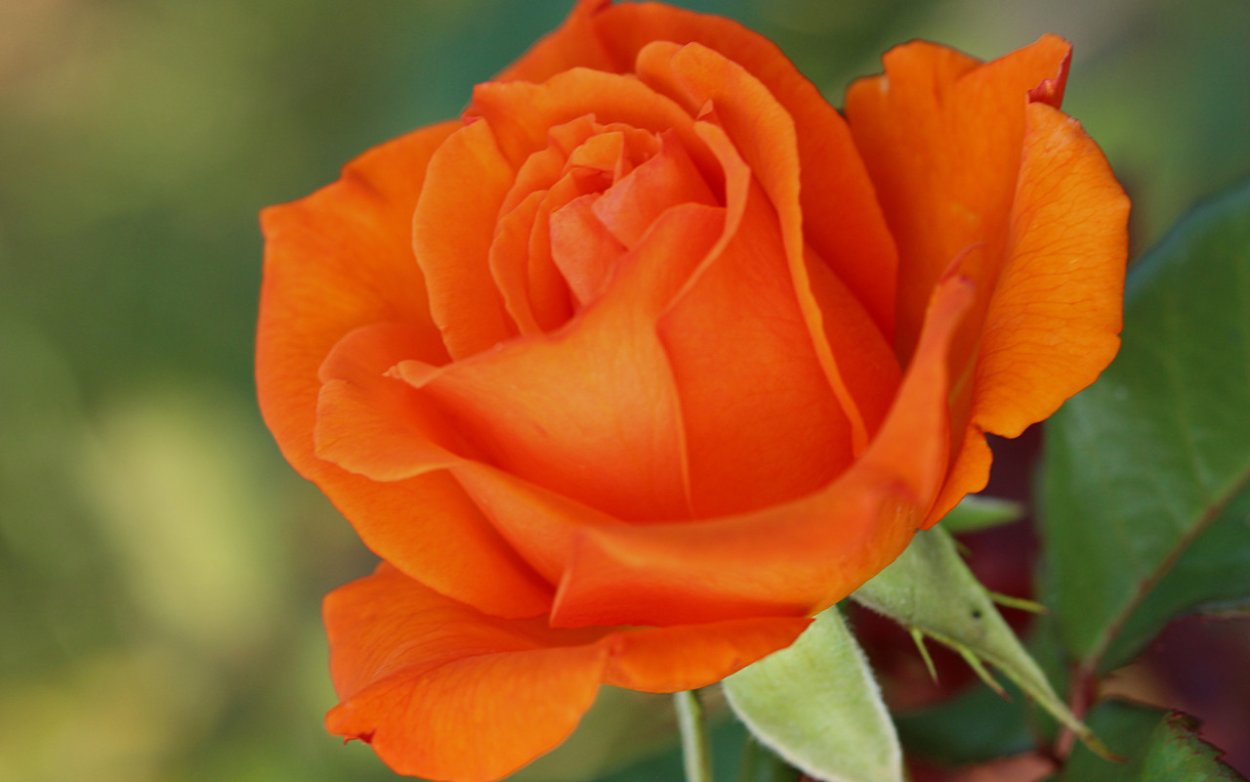 Orange rose