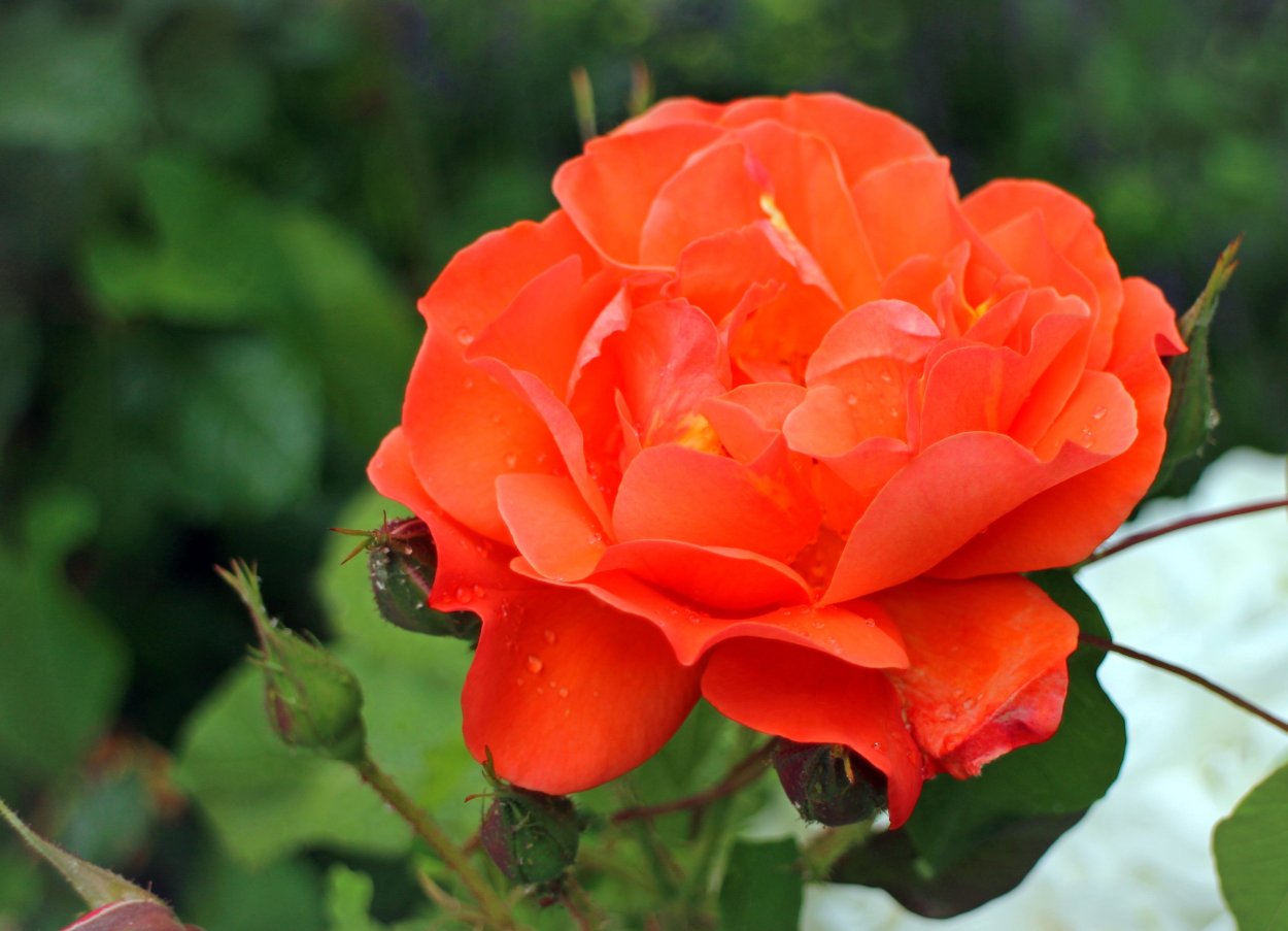 Роза флорибунда оранжевая