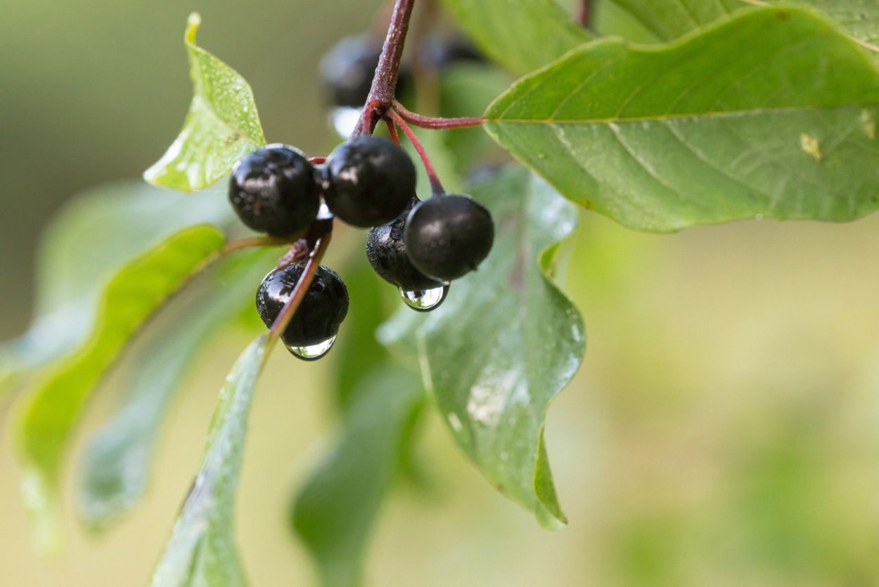 Черемуха черная ягоды