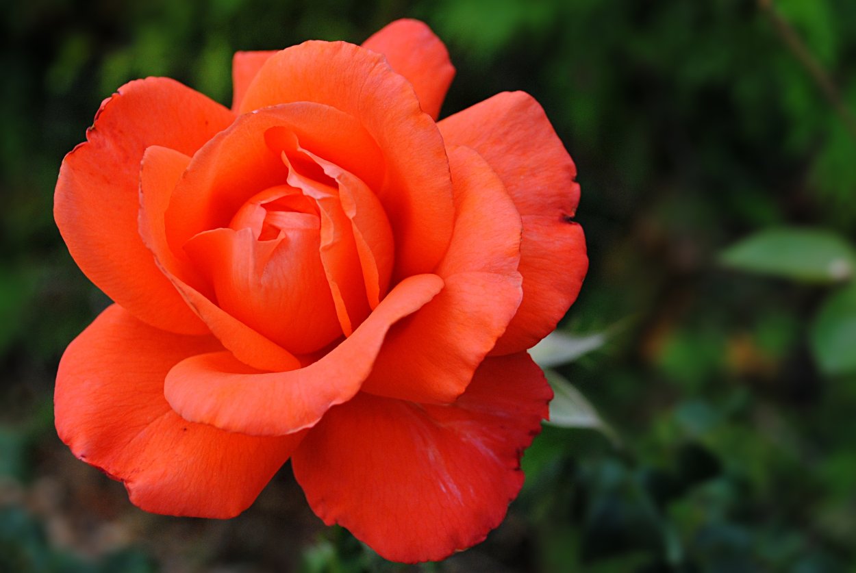 Роза оранж куин