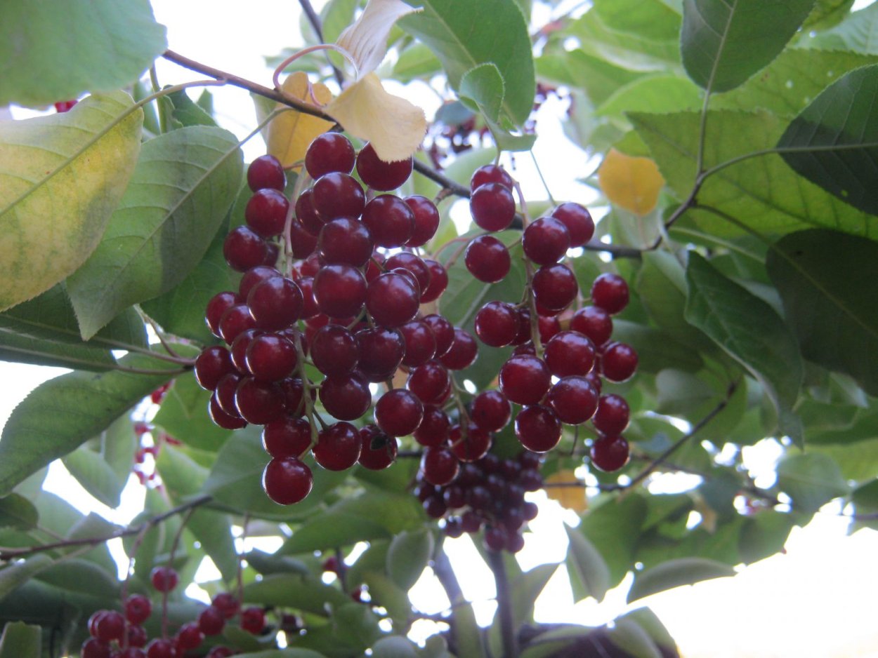 Черемуха виргинская семена