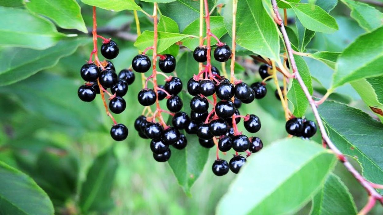 Облепиха колючий кустарник