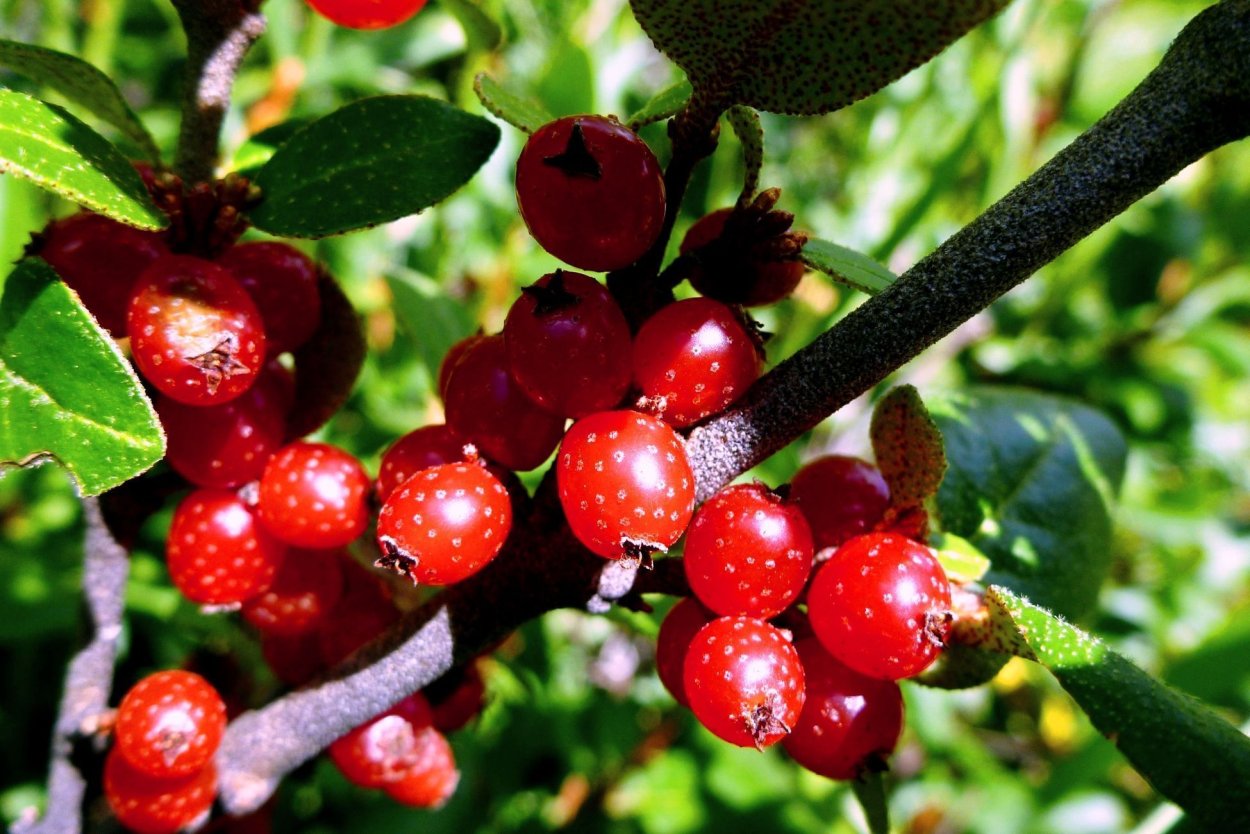 Сорт хурма Зенджи Мару