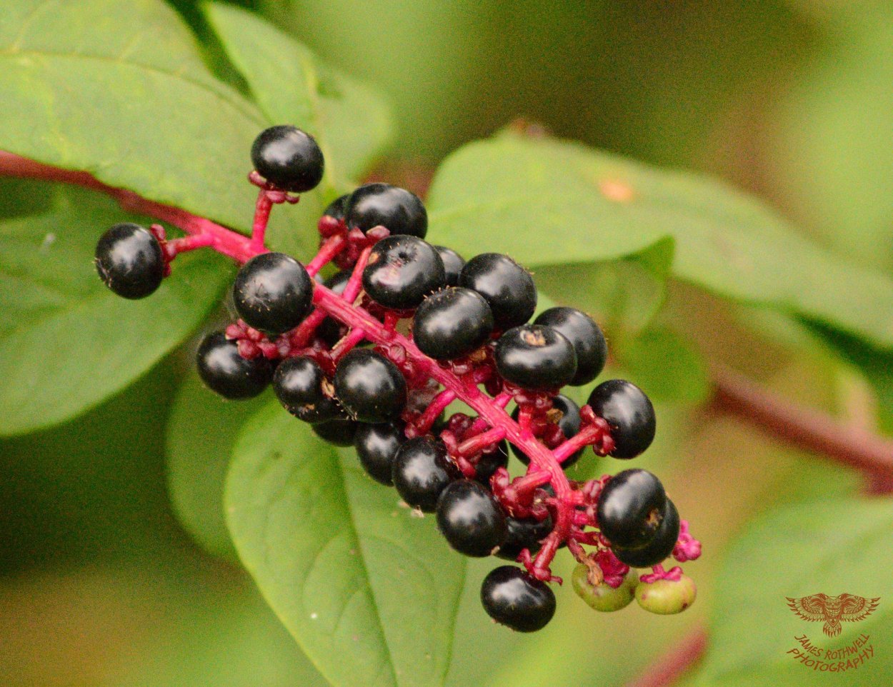 Cornus sanguinea