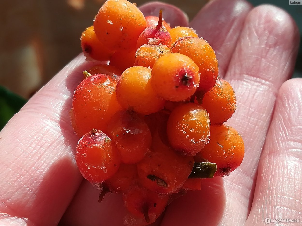 Черемуха обыкновенная (Prunus Padus)