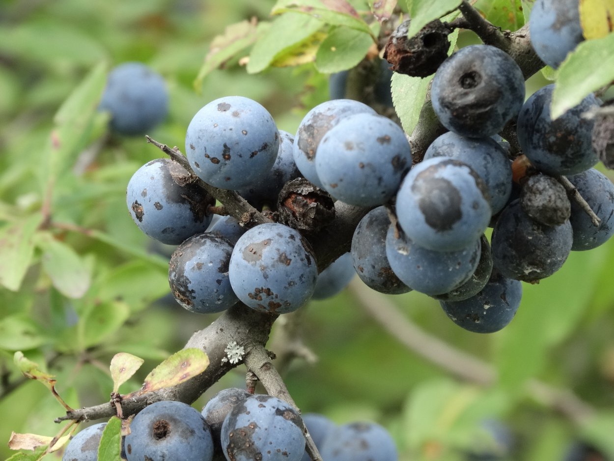 Кустарник с желтыми ягодами