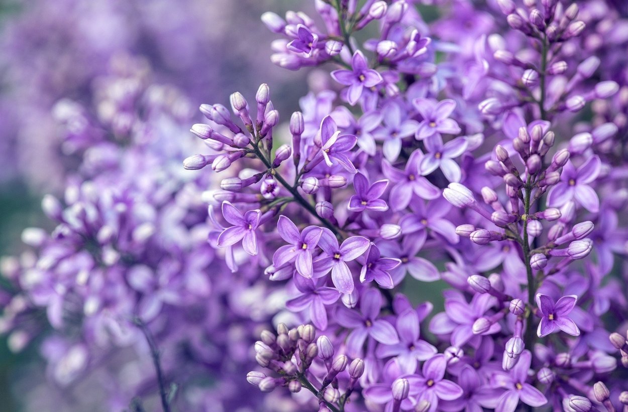 Сорт розы фиолет вельвет