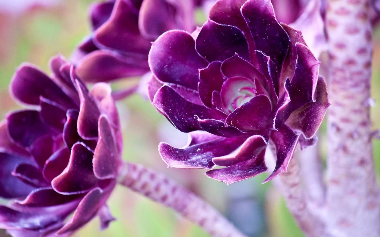 Фиолетовый Пурпл