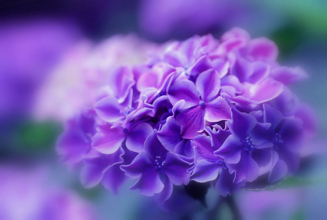 Сиреневые цветы