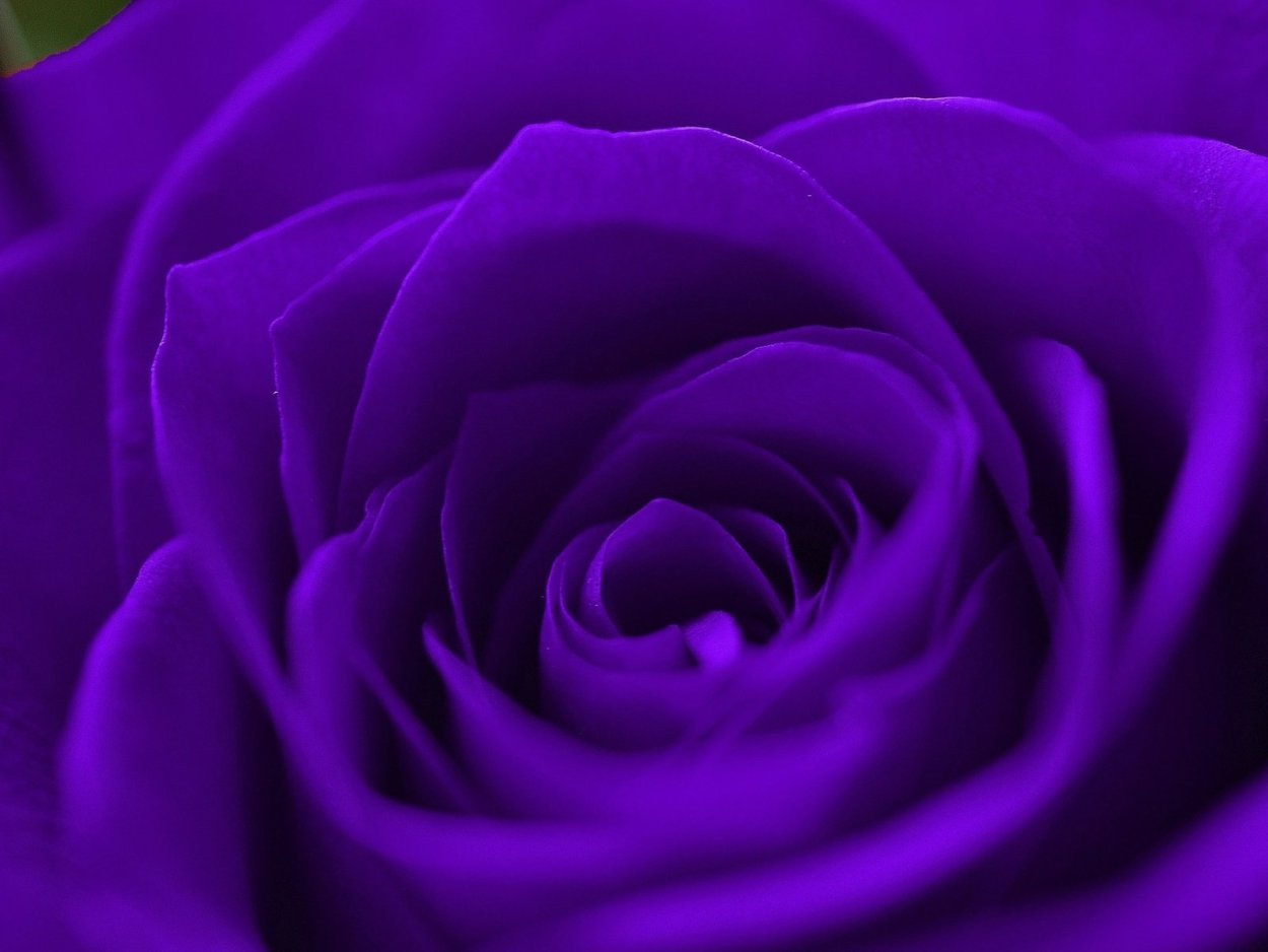 Роза Пурпл фиолетовый