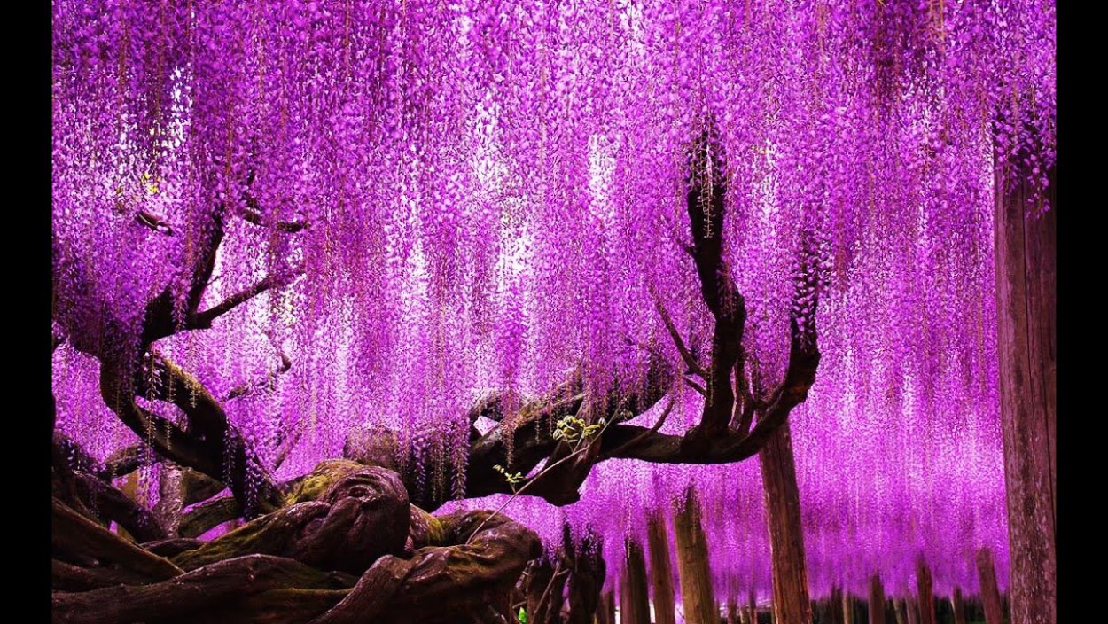 Роза Вайолет вельвет