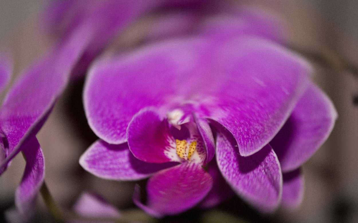 Орхидеи вельвет цветы
