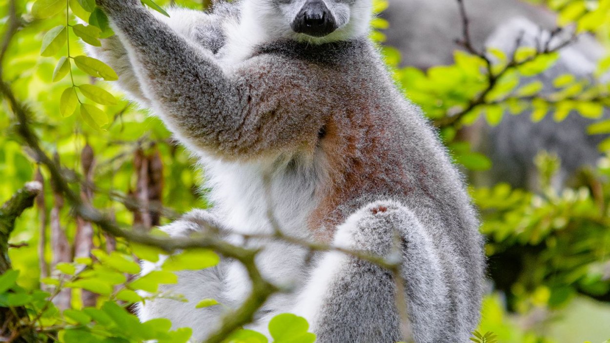 Кроткий лемур