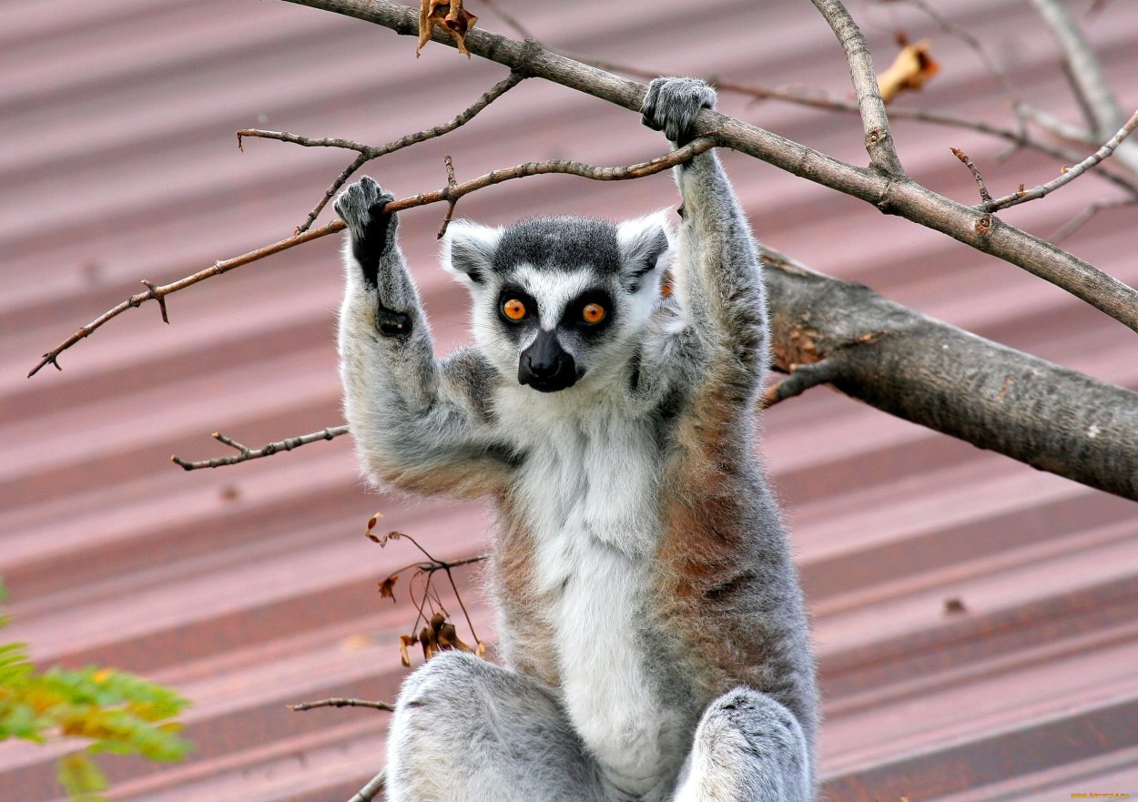 Удивленный лемур