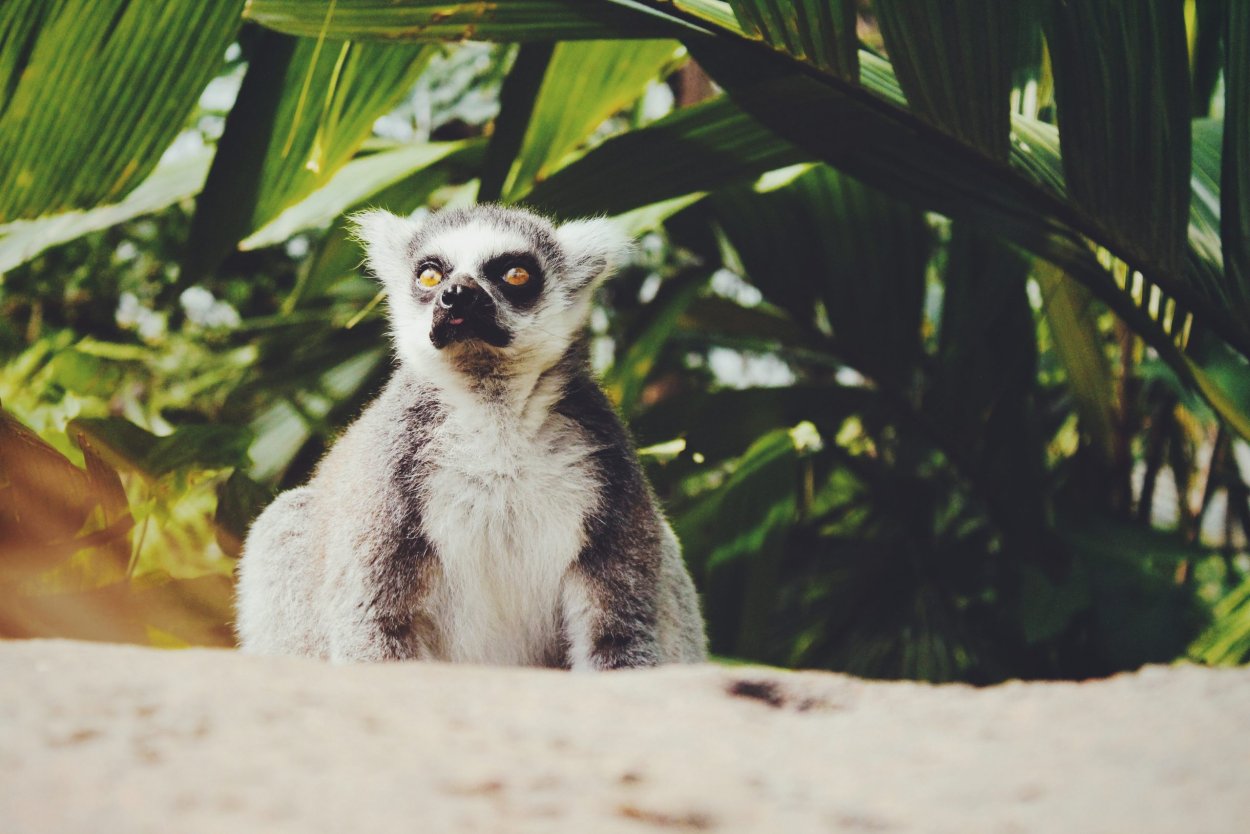 Лемур с большими ушами