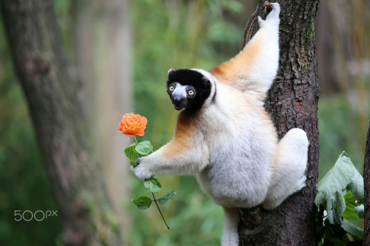 Лемур ночью