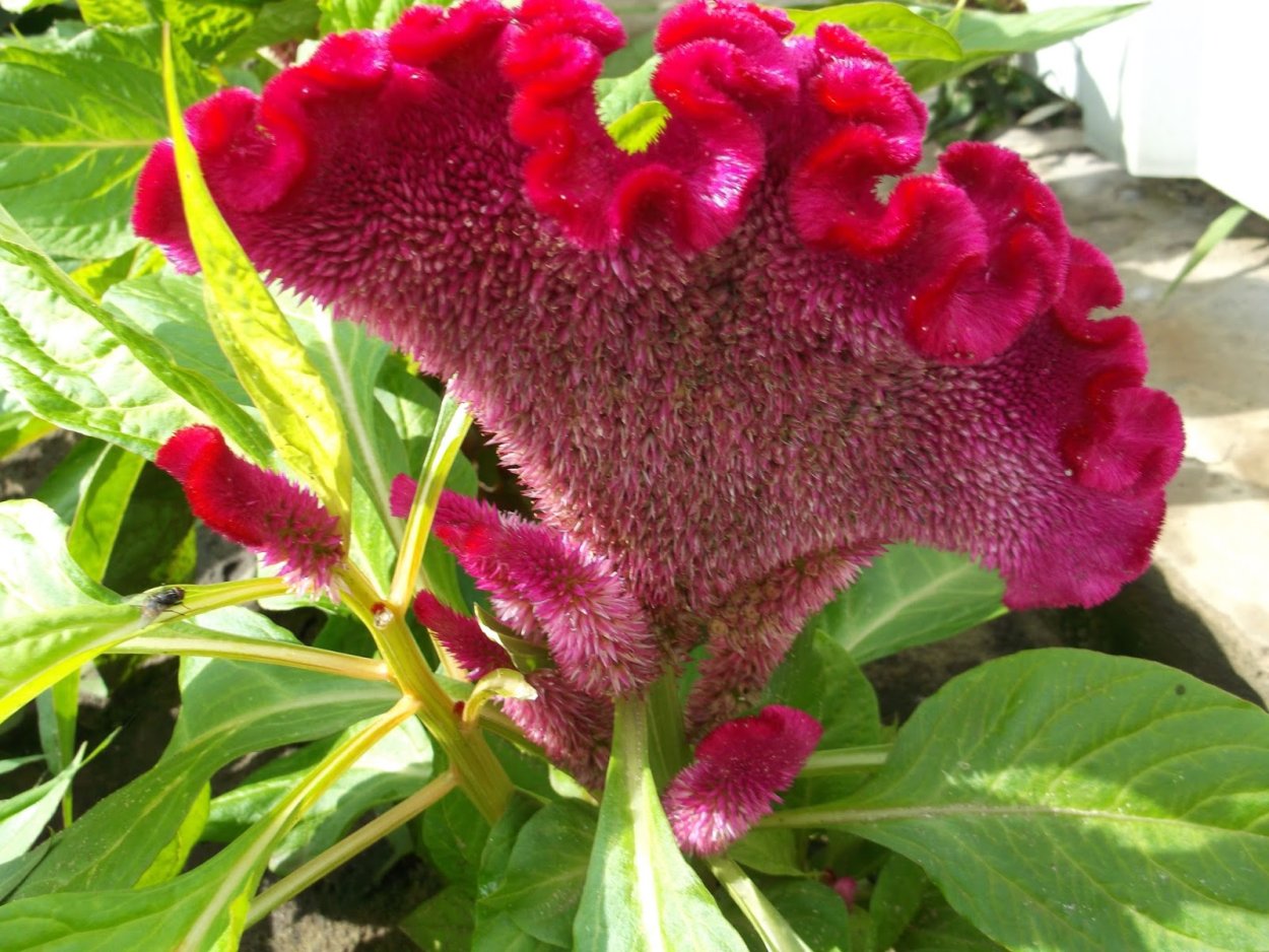 Целозия гребенчатая корона