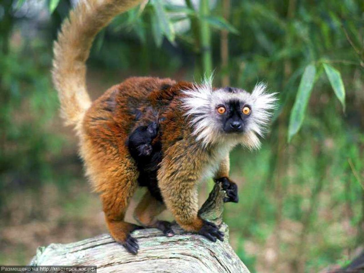 Мадагаскар остров крокоферма