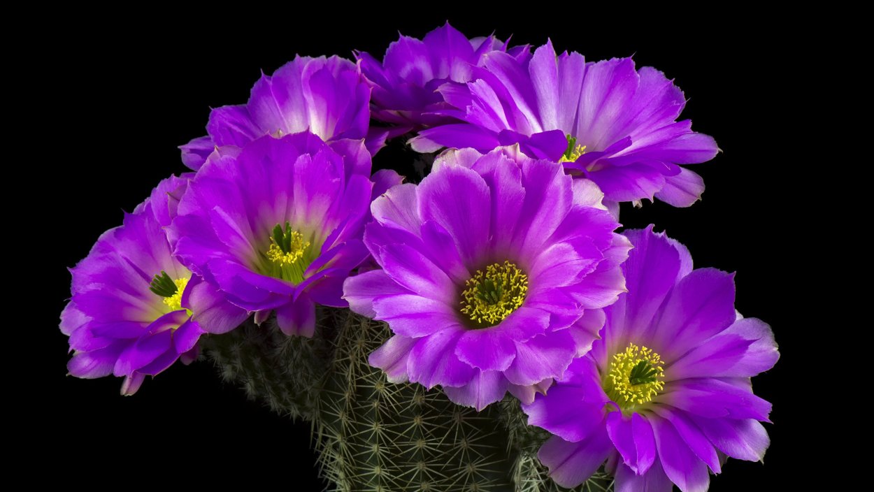 Лилия Блю Крюмон