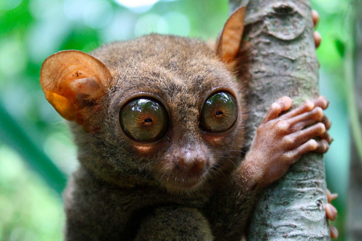 Животные с белой шерстью живут на деревьях лемуры