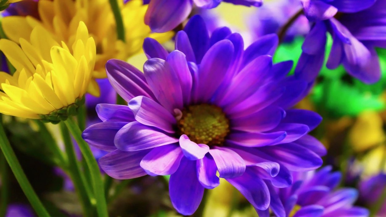 Глициния перпл Рейн