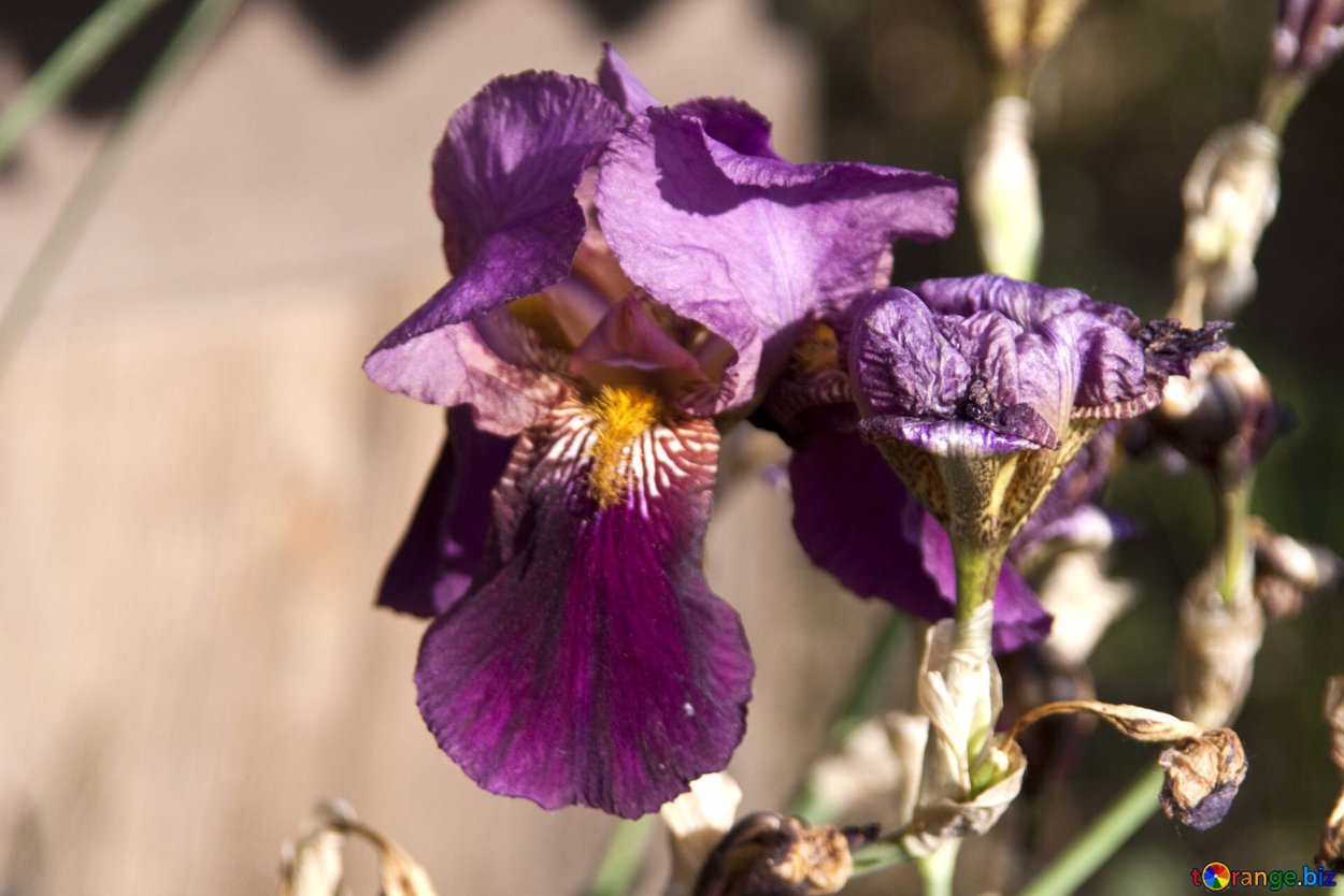 Цветок петушок