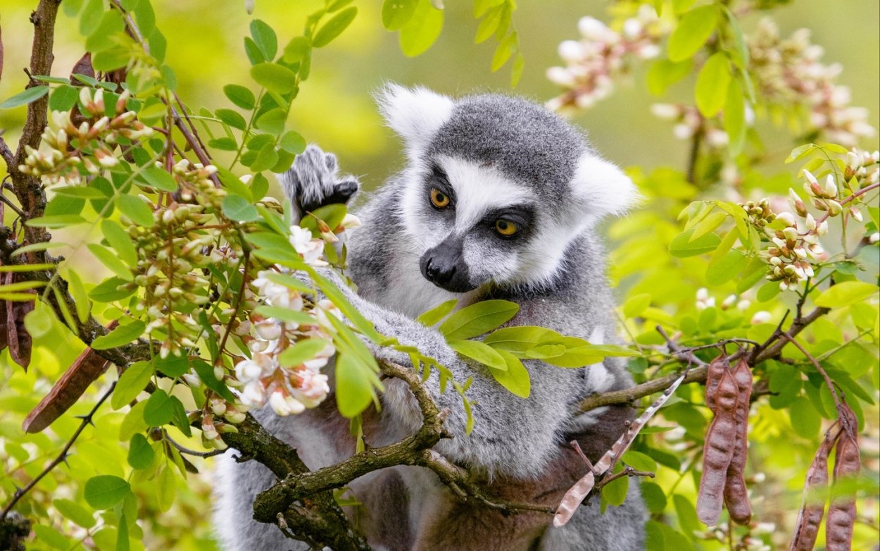 Краснолобый лемур