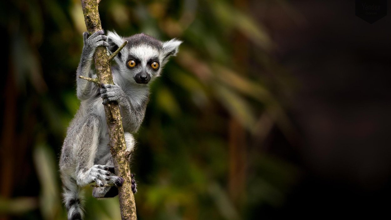 Лемур в полный рост
