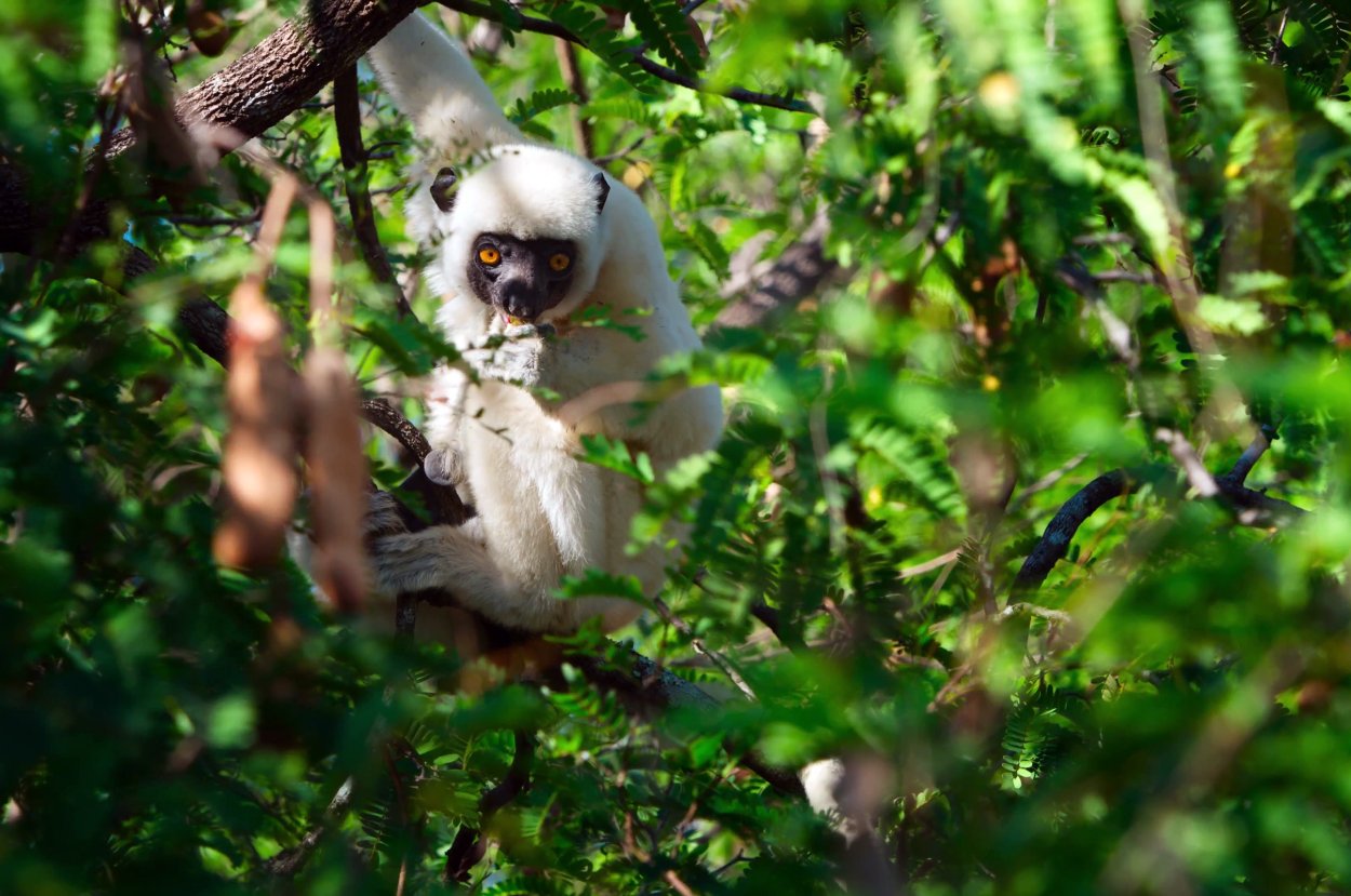 Галаго альбинос