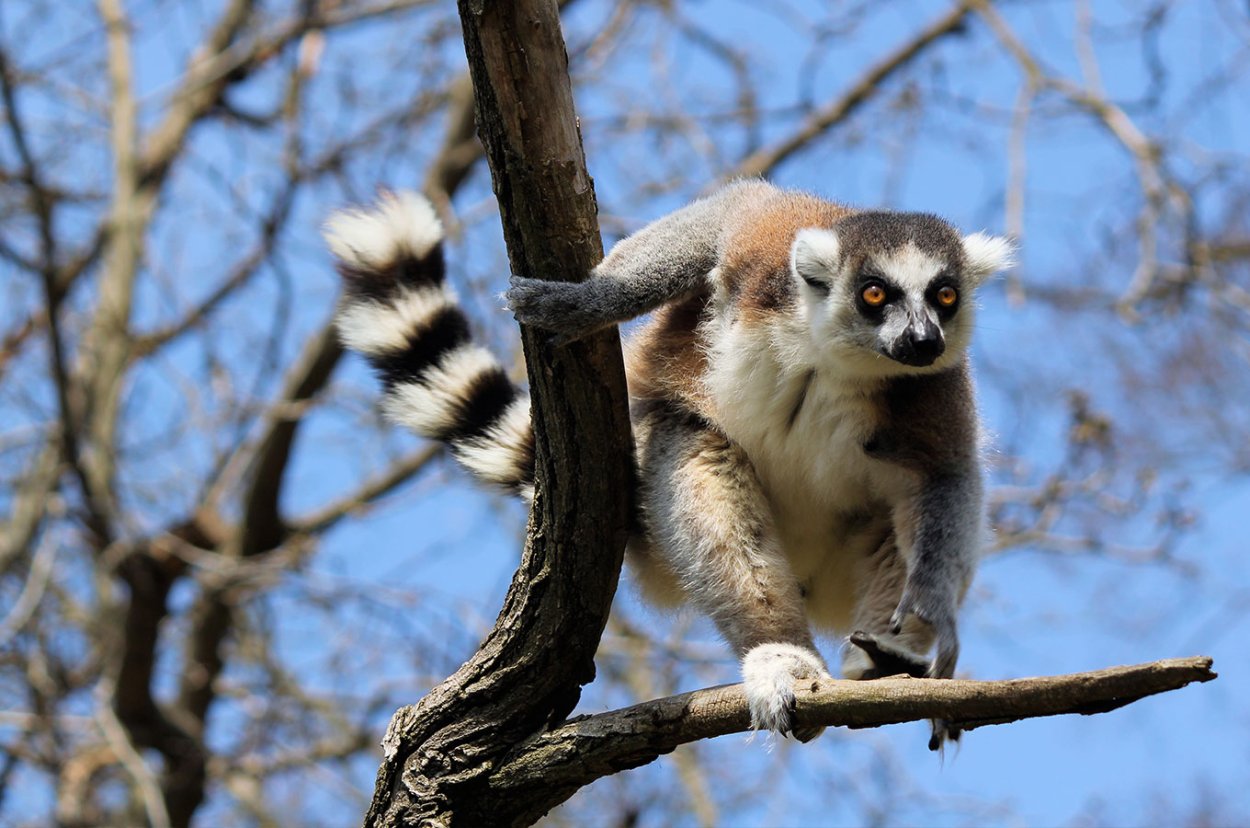 Лемур на ветке