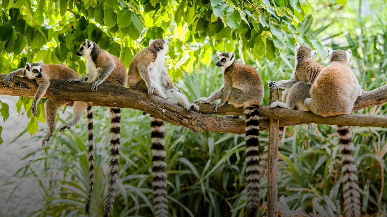Животный мир Мадагаскара