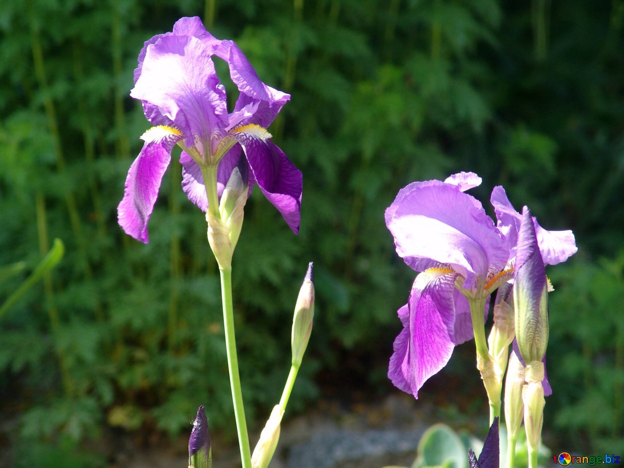 Цветок Ирис петушок