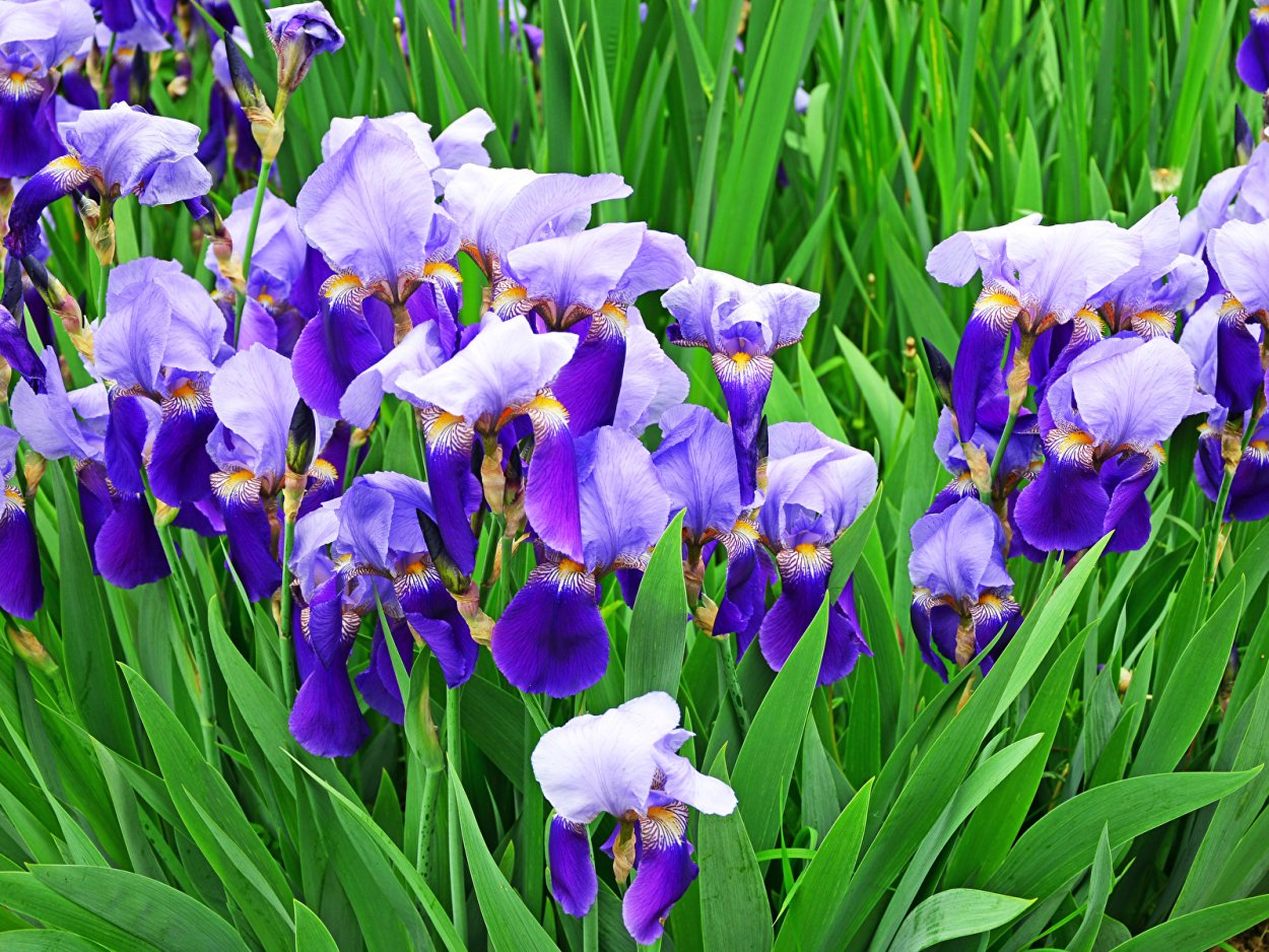 Ирис Браун споттед Йеллоу