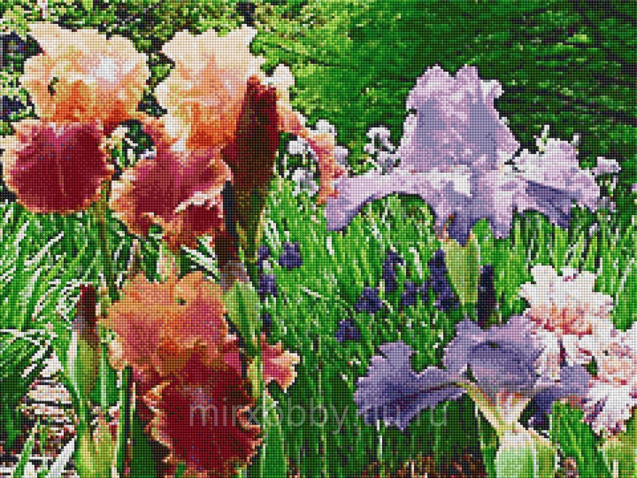 Ирис "Howard Weed"